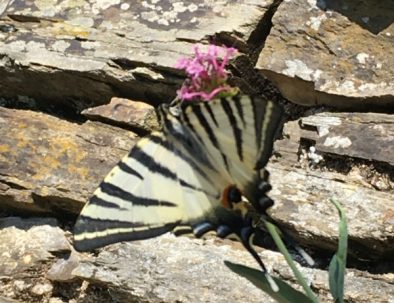 Butterflies and more in the garden of Bergerie Les Fons